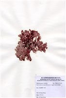 藏品(猩紅斜網藻)的圖片